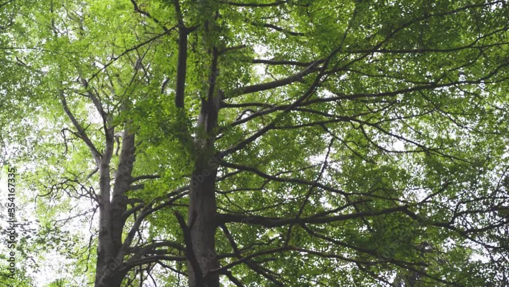Beech tree forest tree trunks woods environment Beech tree forest tree trunks woods environment