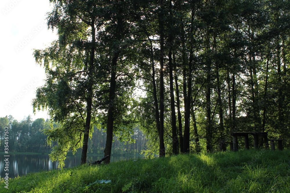 morning in the forest near lake morning in the forest near lake