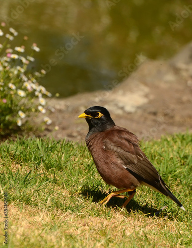 Maina is a medium-sized warbler of the starling family.