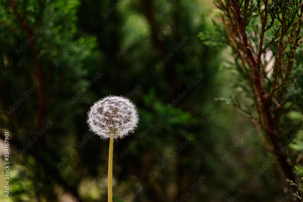 dramatic picture white dandelion on a background of green foliage nature scene background dramatic picture white dandelion on a background of green foliage nature scene background