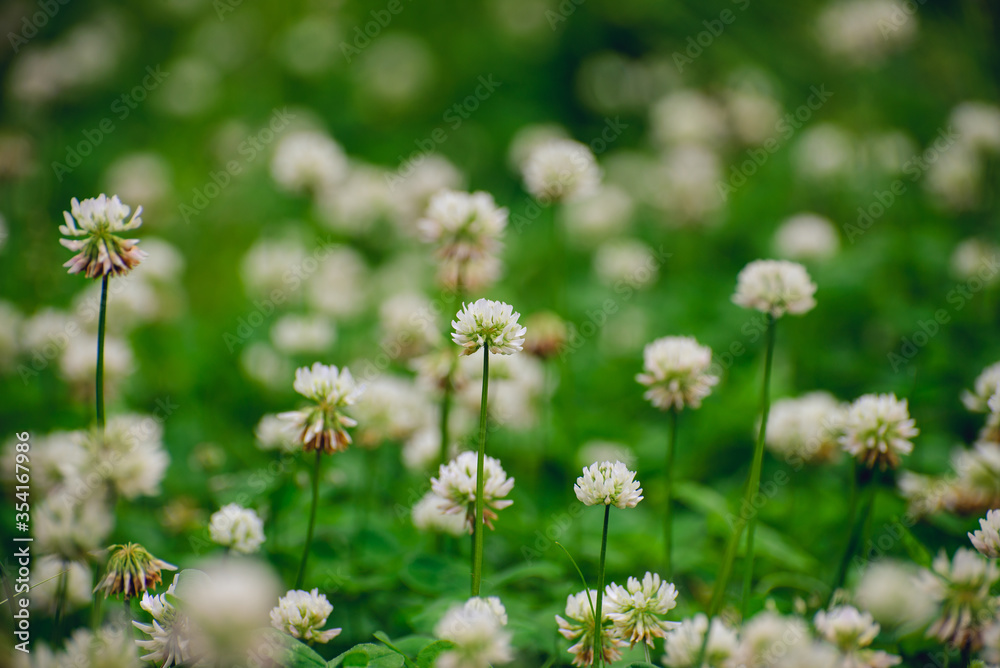 A field of blooming white clover flowers A field of blooming white clover flowers