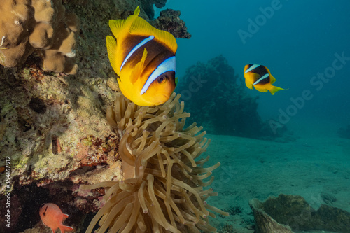 Clownfish in the Red Sea Colorful and beautiful, Eilat Israel 
