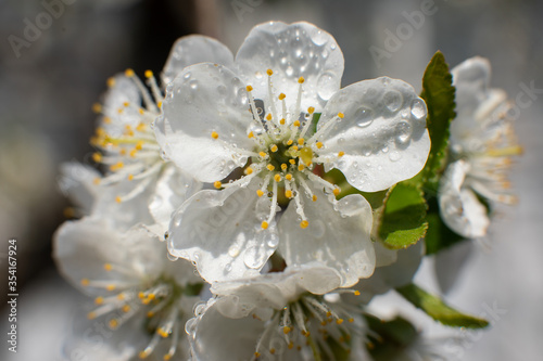 Macrophotography of a cherry blossom