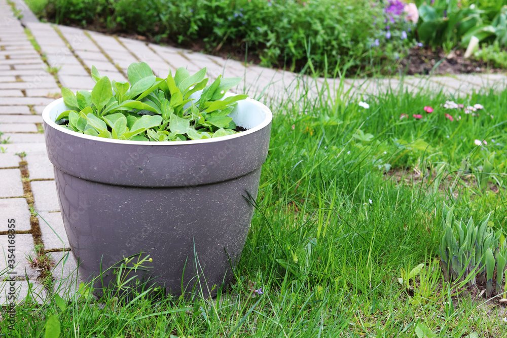 flower seedlings in a plastic pot in the garden flower seedlings in a plastic pot in the garden