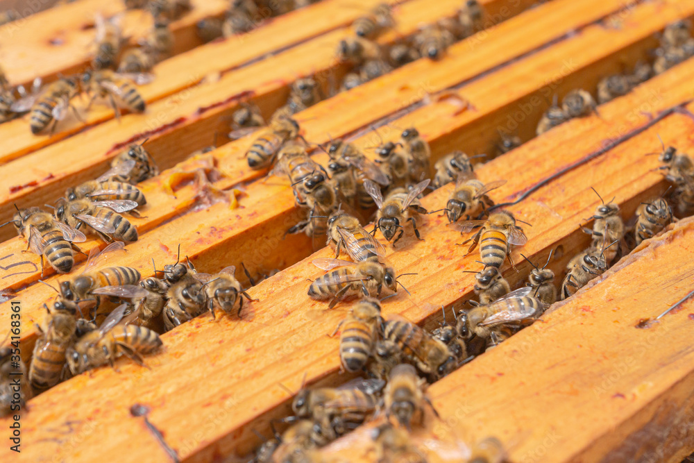 Close-up of kind-natured working bees on the top of wooden honeycomb frames in the beehive. Inspection of a hive with carniolan honey bees in a small apiary in Trento, Italy on a warm sunny day. Close-up of kind-natured working bees on the top of wooden honeycomb frames in the beehive. Inspection of a hive with carniolan honey bees in a small apiary in Trento, Italy on a warm sunny day.