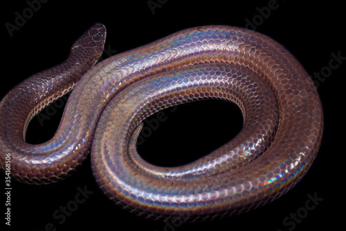 Xenopeltis unicolor. Common names: sunbeam snake is a non-venomous sunbeam snake species found in Southeast Asia and some regions of Indonesia. isolated on Black background photo