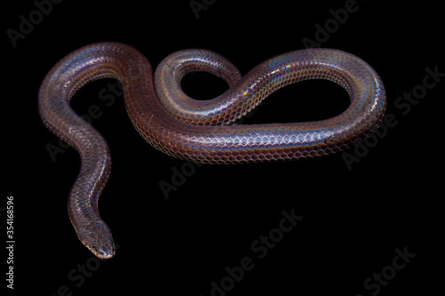 Xenopeltis unicolor. Common names: sunbeam snake is a non-venomous sunbeam snake species found in Southeast Asia and some regions of Indonesia. isolated on Black background photo