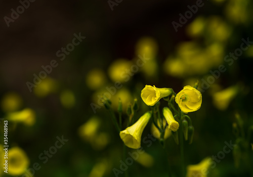 Yellow and fragrant midnight flower. Also known as Evening primrose. Close-up...