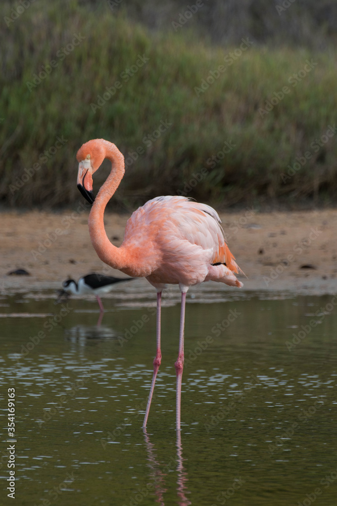 wild pink flamingo in water mashes in Galapagos Islands