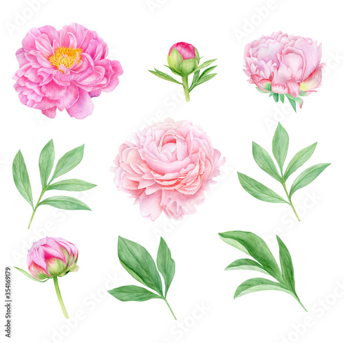 Watercolor pink peonies set, flowers with leaves and buds. Botanical illustration isolated on white background. © Svetlana