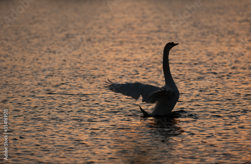 swan floats on water at sunset