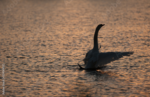 swan floats on water at sunset