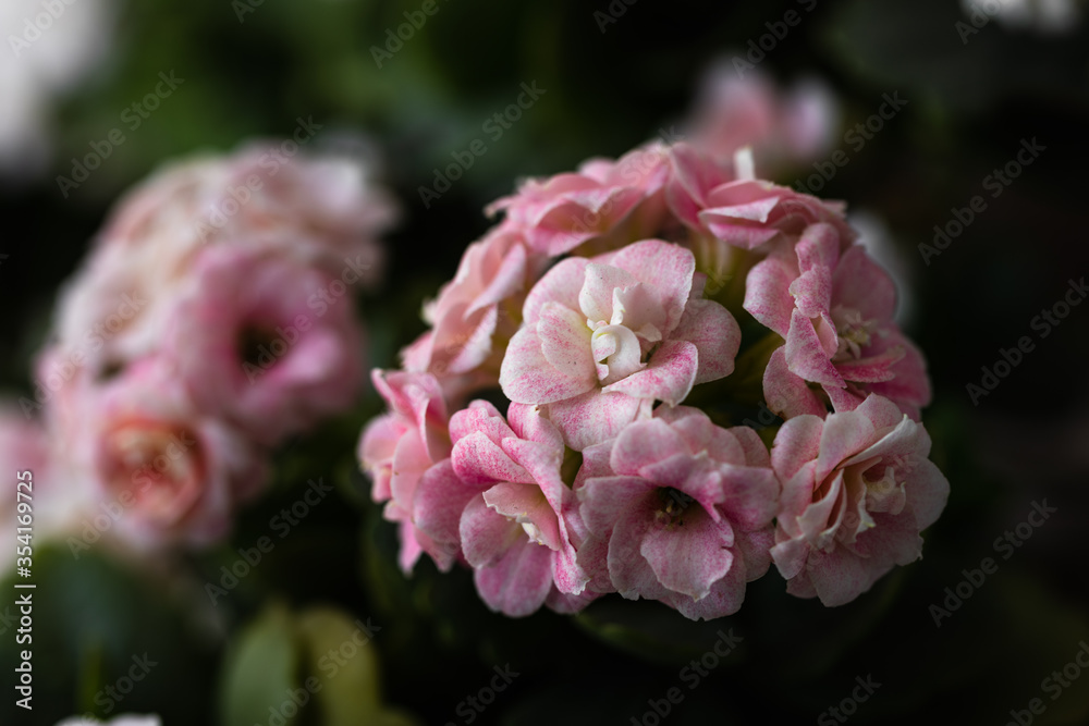 Pink white potted flower. Kalanchoe flower known for its fleshy leaves. Fleshy leafy plant species from the Crassulaceae family. Pink white potted flower. Kalanchoe flower known for its fleshy leaves. Fleshy leafy plant species from the Crassulaceae family.