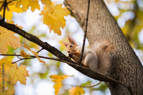 Nice squirrel with nut sitting on the autumn tree