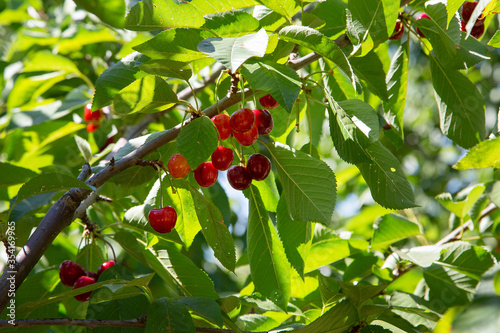 Ripe sweet cherry berries on a tree branch. Cherry tree in the garden. Sunny day. Sweet cherry picking. Brentwood, California, USA

