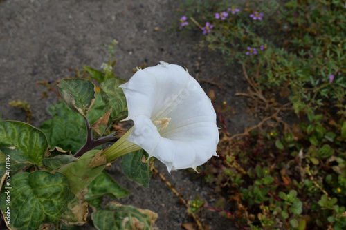 Close Up of Large White Flower & Small Blue Flowered Plant on Beach  photo