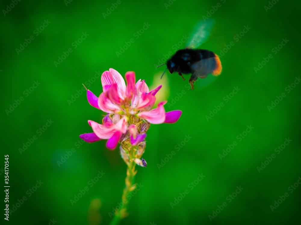 Fototapeta premium Bumble bee approaches flower