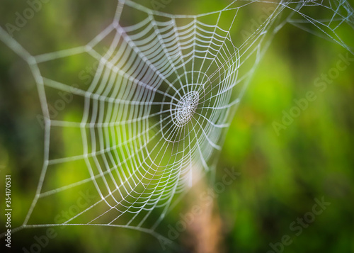 beautiful big white spider web on the background of fresh green grass in the field