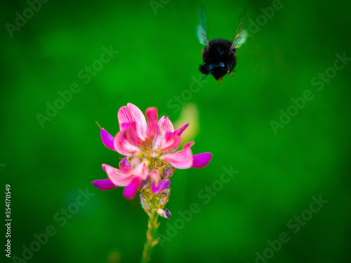 Bumble bee approaches flower © Ruben