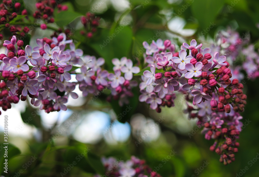 spring lilac flowers on a background of green leaves spring lilac flowers on a background of green leaves