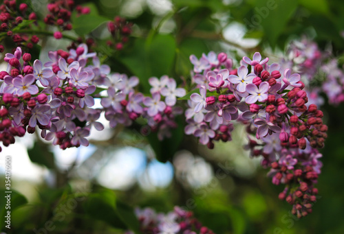 spring lilac flowers on a background of green leaves