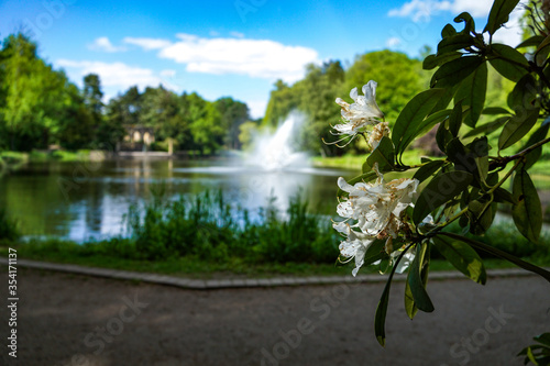 Blüten Wittringen 1 photo