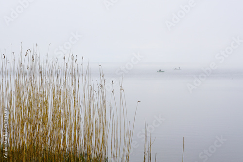 dry reeds against the backdrop of a misty lake