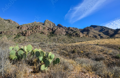 (Opuntia sp.) prickly pear and other desert plants in Organ Mountains-Desert Peaks NM, New Mexico USA