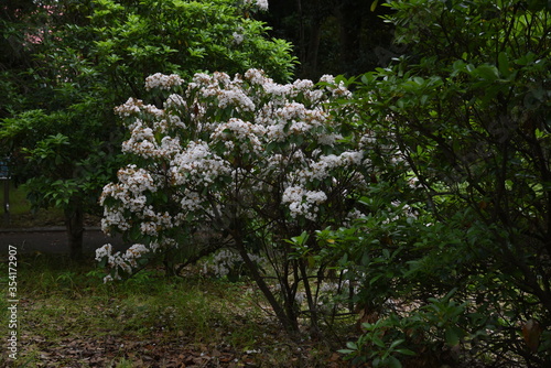 Fototapeta Naklejka Na Ścianę i Meble -  Kalmia flowers / Ericaceae evergreen shrub