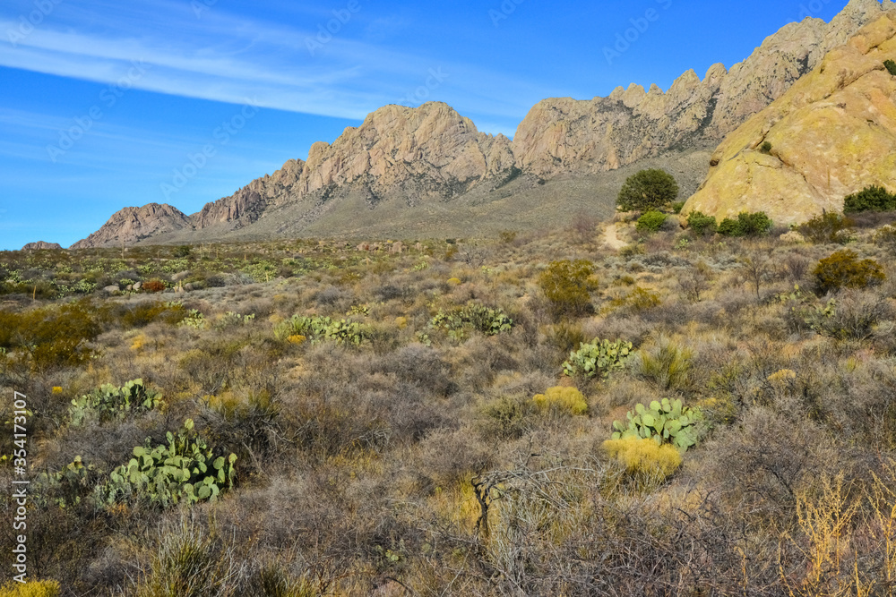 Mountain landscape with yucca, cacti and desert plants in 