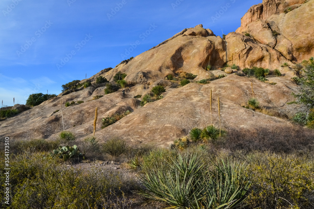 Mountain landscape with yucca, cacti and desert plants in Mountain landscape with yucca, cacti and desert plants in