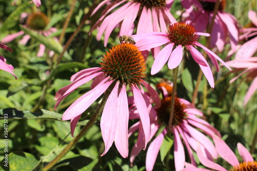 "Pale Purple Coneflower" (or Echinacea) with bee in Innsbruck, Austria. Its scientific name is Echinacea Pallida, native to USA. 