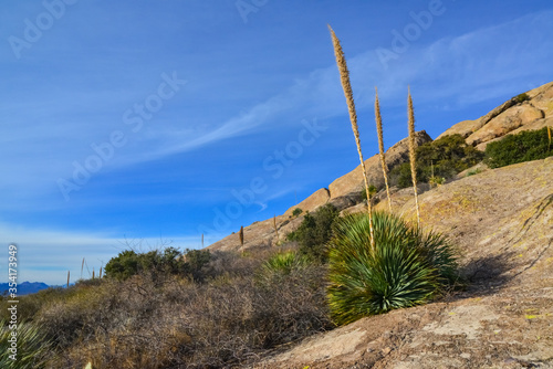 Mountain landscape with yucca, cacti and desert plants in "Organ Mountains-Desert Peaks National Monument" in New Mexico, USA