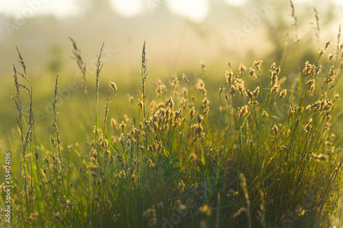 grass and sun © Svetlana