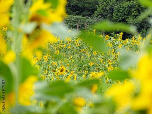 Fototapeta Naklejka Na Ścianę i Meble -  Background picture of a sunflower field on a sunny day.