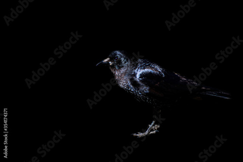 Crow isolated on black background © Emily