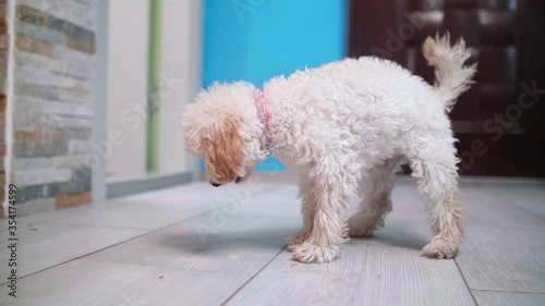 Bichon frise puppy vomiting on the floor
