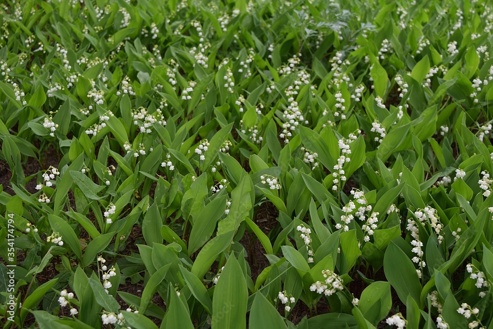 A large number of lily of the valley flowers blooming in spring on the field. Floral rug. A large number of lily of the valley flowers blooming in spring on the field. Floral rug.