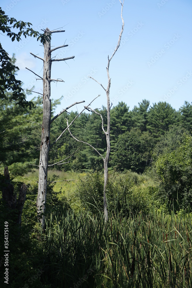 Fototapeta premium Bare trees in the woods