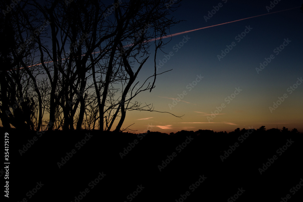 silhouette of a tree at sunset silhouette of a tree at sunset