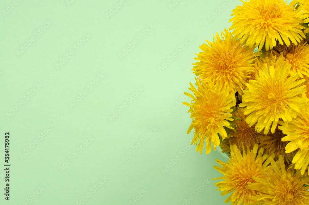 Yellow dandelions on light green background with copy space. Top view.