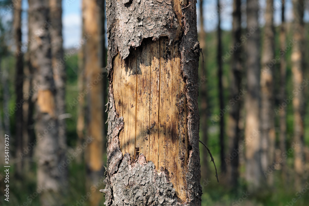 Fototapeta premium Schadholz und geschädigte Baumrinde durch Borkenkäfer und Trockenheit im Westerwald in Rheinland-Pfalz im Mai 2020 - Stockfoto