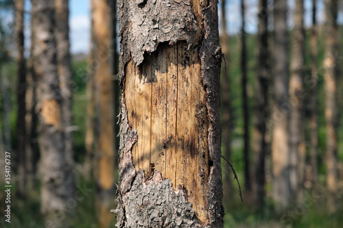 Schadholz und geschädigte Baumrinde durch Borkenkäfer und Trockenheit im Westerwald in Rheinland-Pfalz im Mai 2020 - Stockfoto photo