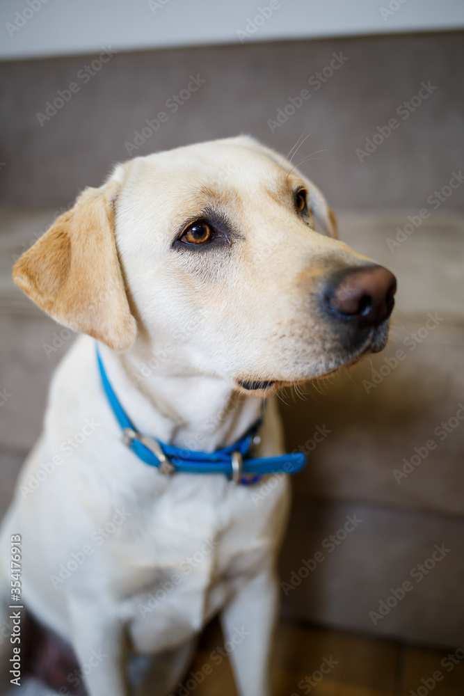 A large white labrador lies on the sofa, a dog in the house, apartment. Pet friend of man A large white labrador lies on the sofa, a dog in the house, apartment. Pet friend of man