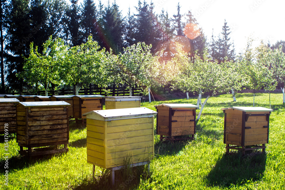 Hives with honeybees on a meadow in an orchard near the forest. Bees as