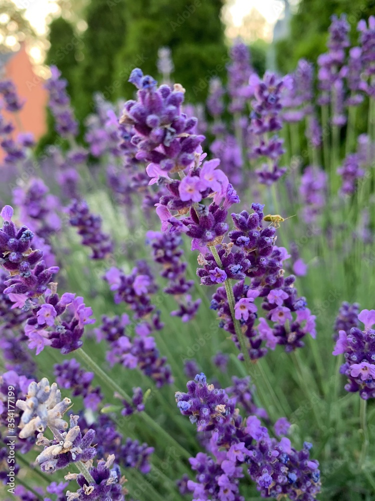 Obraz premium lavender flowers in the garden