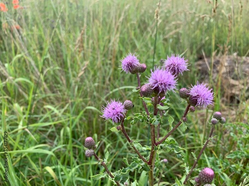 purple flowers in the field