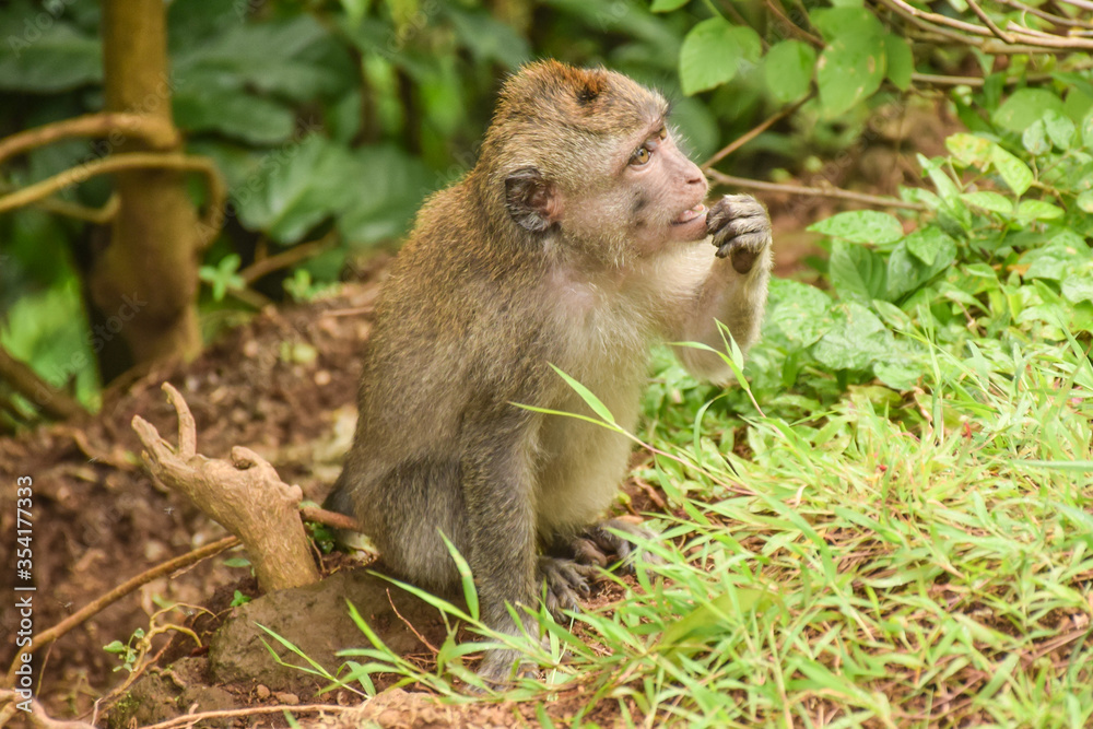 Thinking monkey, Lombok, Indonesia Thinking monkey, Lombok, Indonesia