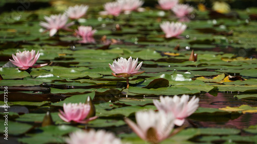 The water of the old pond is decorated with a colorful water lilies.