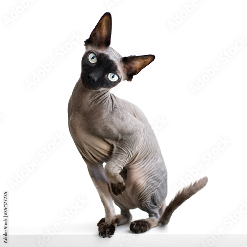 Cute funny sphynx cat sitting on a table with a raised paw  carefully looking forward. On a white background a purebred cat  canadian sphynx 